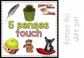 Voorbeeld - Montessori Five senses matching activity | Sense of touch adapted book SPED - Pagina 3