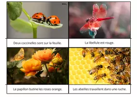 Aperçu - Apprentissages en autonomie - Le jeu de lecture sur les insectes - Page 3