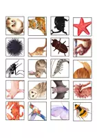 anteprima - Flashcard - 50 immagini di Animali - Pagina 1