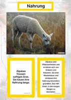 Vorschau - Arbeitsblätter - Das Alpaka – Steckbrief inklusive – Tiere Südamerikas – Montessori Lernkarten (Kontinente entdecken) - Seite 1