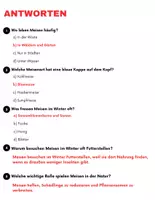 Vorschau - Spiele - Die Meise: Leseverständnis und Kreuzworträtsel mit Lösungen - Seite 3