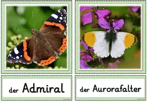 Vorschau - Poster - Miniposter/Tafelmaterial - Der Schmetterling - Seite 2