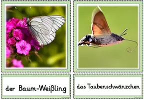 Vorschau - Poster - Miniposter/Tafelmaterial - Der Schmetterling - Seite 3
