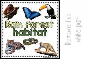 Voorbeeld - Rain forest habitat matching for SPED | Jungle animals activity | errorless - Pagina 3