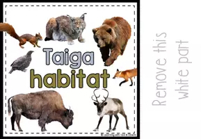 Voorbeeld - Taiga animals matching for SPED | Taiga habitat errorless activity - Pagina 3