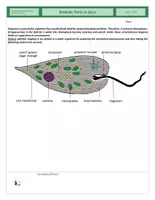 Vorschau - Arbeitsblätter - Cells - Exercise - Types of Cells - Euglena - Seite 1