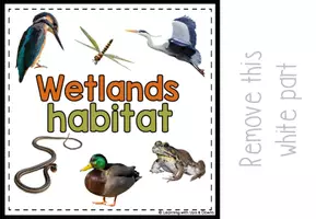 anteprima - Flashcard - Wetland animals matching for SPED | Wetlands habitat errorless activity - Pagina 3