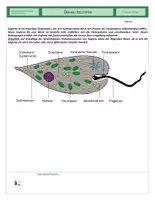 Vorschau - Arbeitsblätter - Zellen - Übung - Zelltypen - Euglena - Seite 1