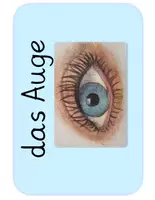 Vorschau - Poster - Tafelmaterial-Auge für den Sachunterricht - Seite 1