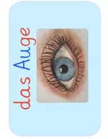 Vorschau - Poster - Tafelmaterial-Auge für den Sachunterricht - Seite 2