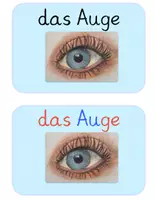 Vorschau - Poster - Tafelmaterial-Auge für den Sachunterricht - Seite 3