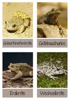 Vorschau - Mal- und Bastelvorlagen - Amphibien Materialpaket 1 - Seite 3