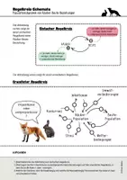 Vorschau - Arbeitsblätter - Arbeitsblatt Regelkreise Ökologie Räuber Beute Regelkreisschema - Seite 1