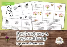Vorschau - Arbeitsblätter - Bestäubung & Befruchtung: Leporello - Seite 1