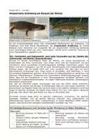 Vorschau - Arbeitsblätter - Evolution und allopatrische Artbildung - Deckblatt