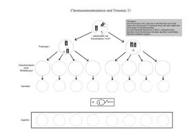 Vorschau - Arbeitsblätter - Chromosomenmutation, Translokation, Translokationstrisomie 14/21 - Seite 3