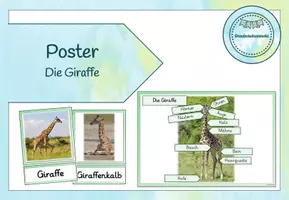 Vorschau - Poster - Miniposter/Tafelmaterial Giraffe - Seite 1