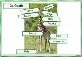 Vorschau - Poster - Miniposter/Tafelmaterial Giraffe - Seite 2