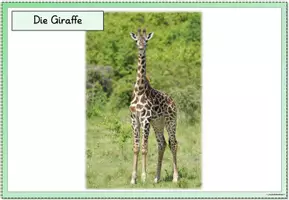 Vorschau - Poster - Miniposter/Tafelmaterial Giraffe - Seite 3