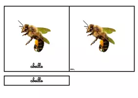 Aperçu - Jeux - Les cartes de nomenclature sur les insectes - Page 2