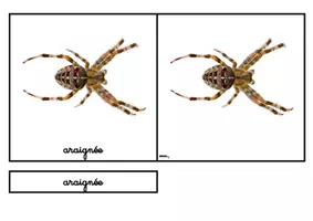 Aperçu - Jeux - Les cartes de nomenclature sur les insectes - Page 3
