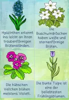 Vorschau - Arbeitsblätter - Schreibspaziergang Frühblüher Kl. 3/4 + Zusatzmaterial - Seite 2