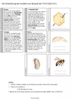 Vorschau - Mal- und Bastelvorlagen - Die Biene: XXL-Material-Rundum-Sorglospaket. - Seite 3