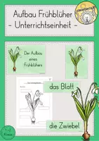 Vorschau - Stundenentwürfe - Aufbau Frühblüher Blume Unterrichtseinheit - Deckblatt