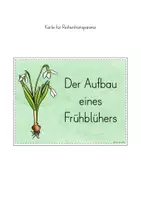 Vorschau - Stundenentwürfe - Aufbau Frühblüher Blume Unterrichtseinheit - Seite 3
