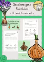 Vorschau - Stundenentwürfe - Frühblüher Speicherorgane Unterrichtseinheit - Deckblatt