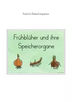 Vorschau - Stundenentwürfe - Frühblüher Speicherorgane Unterrichtseinheit - Seite 3