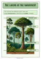 Vorschau - Spiele - THE RAINFOREST (Regenwald): WISSENSKARTEN, QUIZ, DOMINO - Seite 2