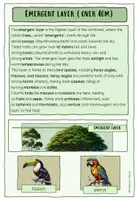 Vorschau - Spiele - THE RAINFOREST (Regenwald): WISSENSKARTEN, QUIZ, DOMINO - Seite 3