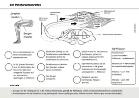 Vorschau - Arbeitsblätter - Arbeitsblatt Kniesehnenreflex Patellarsehnenreflex Reflex Neurobiologie - Seite 2