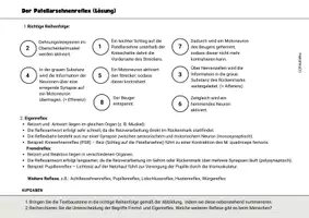 Vorschau - Arbeitsblätter - Arbeitsblatt Kniesehnenreflex Patellarsehnenreflex Reflex Neurobiologie - Seite 3