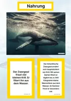 Vorschau - Stationenlernen - Der Antarktische Zwergwal – Steckbrief inklusive – Tiere der Antarktis – Montessori Lernkarten (Kontinente entdecken) - Seite 1