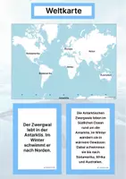 Vorschau - Stationenlernen - Der Antarktische Zwergwal – Steckbrief inklusive – Tiere der Antarktis – Montessori Lernkarten (Kontinente entdecken) - Seite 2