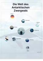 Vorschau - Stationenlernen - Der Antarktische Zwergwal – Steckbrief inklusive – Tiere der Antarktis – Montessori Lernkarten (Kontinente entdecken) - Seite 3