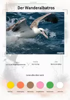 Vorschau - Arbeitsblätter - Der Wanderalbatros – Steckbrief inklusive – Tiere der Antarktis – Montessori Lernkarten (Kontinente entdecken) - Deckblatt