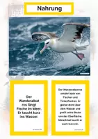 Vorschau - Arbeitsblätter - Der Wanderalbatros – Steckbrief inklusive – Tiere der Antarktis – Montessori Lernkarten (Kontinente entdecken) - Seite 1