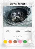 Vorschau - Arbeitsblätter - Die Weddellrobbe – Steckbrief inklusive – Tiere der Antarktis – Montessori Lernkarten (Kontinente entdecken) - Deckblatt