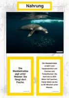 Vorschau - Arbeitsblätter - Die Weddellrobbe – Steckbrief inklusive – Tiere der Antarktis – Montessori Lernkarten (Kontinente entdecken) - Seite 1