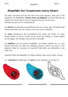 Vorschau - Arbeitsblätter - Blutgefäße -Aufbau der Venen, Arterien und Kapillare - Seite 1