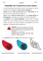 Vorschau - Arbeitsblätter - Blutgefäße -Aufbau der Venen, Arterien und Kapillare - Seite 2