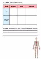 Vorschau - Arbeitsblätter - Blutgefäße -Aufbau der Venen, Arterien und Kapillare - Seite 3