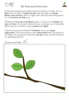 Vorschau - Arbeitsblätter - Der Kobel des Eichhörnchens - Material für Sachunterricht 2. Klasse - Seite 3