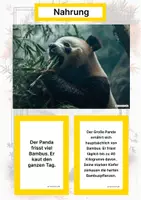 Vorschau - Arbeitsblätter - Der Große Panda – Steckbrief inklusive – Tiere Asiens – Montessori Lernkarten (Kontinente entdecken) - Seite 1