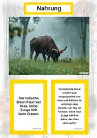 Vorschau - Stationenlernen - Der Indische Bison – Steckbrief inklusive – Tiere Asiens – Montessori Lernkarten (Kontinente entdecken) - Seite 1