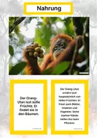 Vorschau - Stationenlernen - Der Orang-Utan – Steckbrief inklusive – Tiere Asiens – Montessori Lernkarten (Kontinente entdecken) - Seite 1