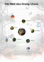 Vorschau - Stationenlernen - Der Orang-Utan – Steckbrief inklusive – Tiere Asiens – Montessori Lernkarten (Kontinente entdecken) - Seite 3